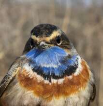 A Bluethroat from Aras