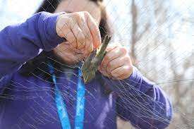 Support Bird Research - Save Migratory Birds Today