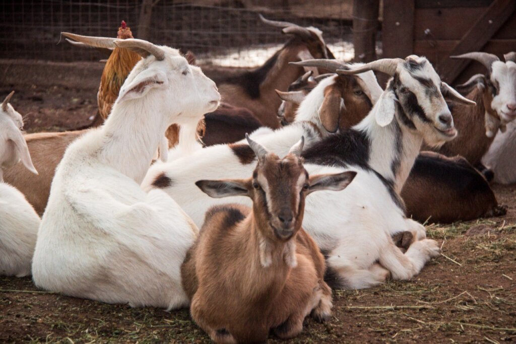 Expand the Sanctuary to save more animals