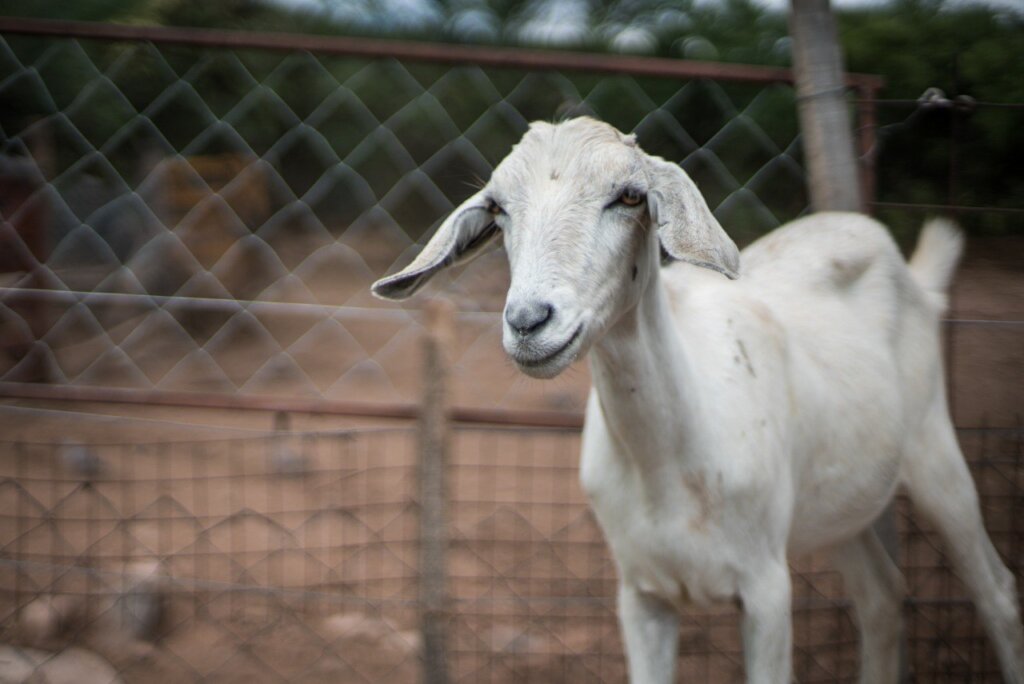 Expand the Sanctuary to save more animals