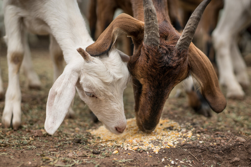 Expand the Sanctuary to save more animals
