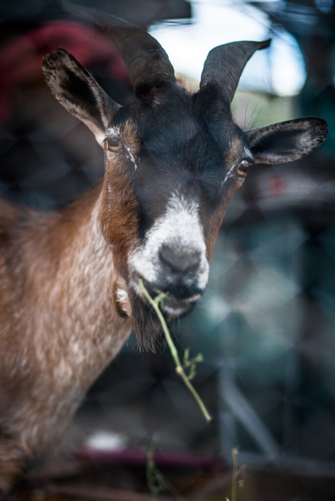 Expand the Sanctuary to save more animals