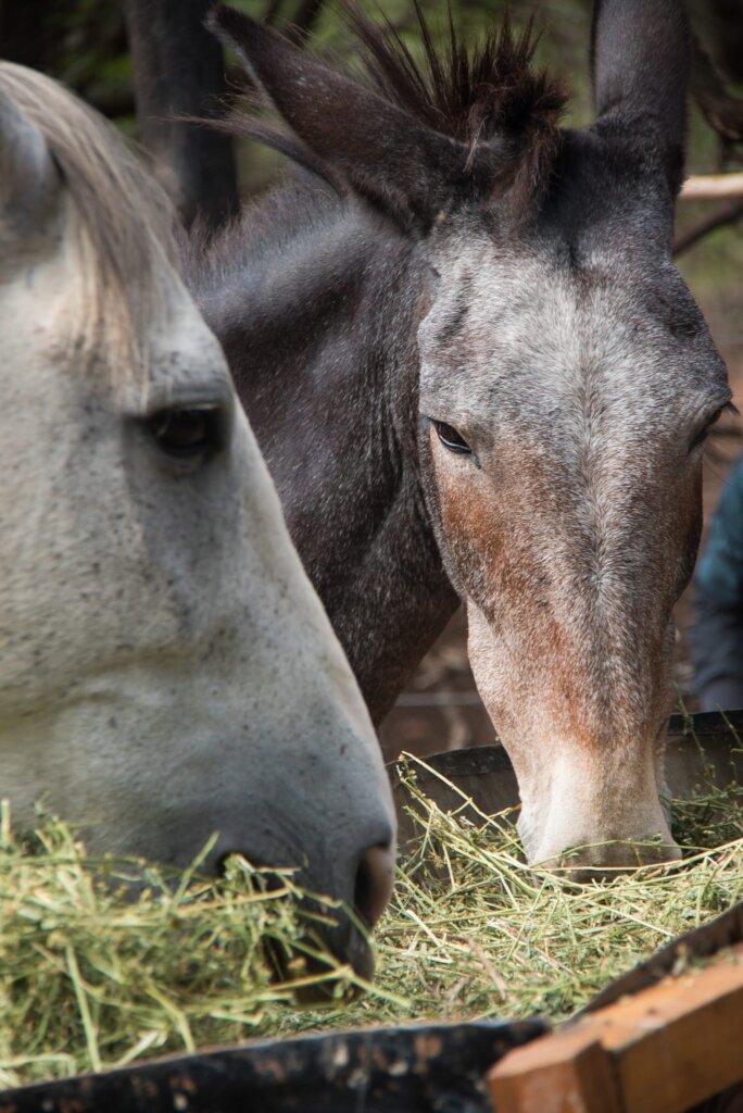 Expand the Sanctuary to save more animals