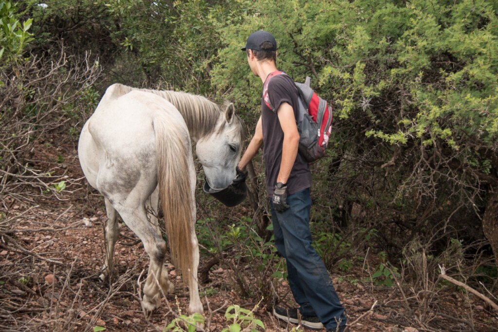 Expand the Sanctuary to save more animals