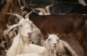 Expand the Sanctuary to save more animals
