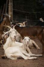 Expand the Sanctuary to save more animals