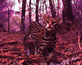 Biodiversity image from project equipment
