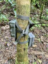 Trail cameras