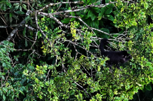 Visual detection of target species with drone