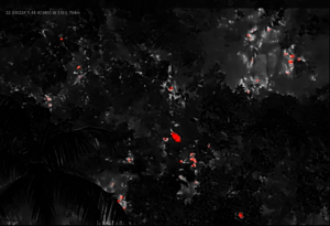 Target species detection with thermal camera