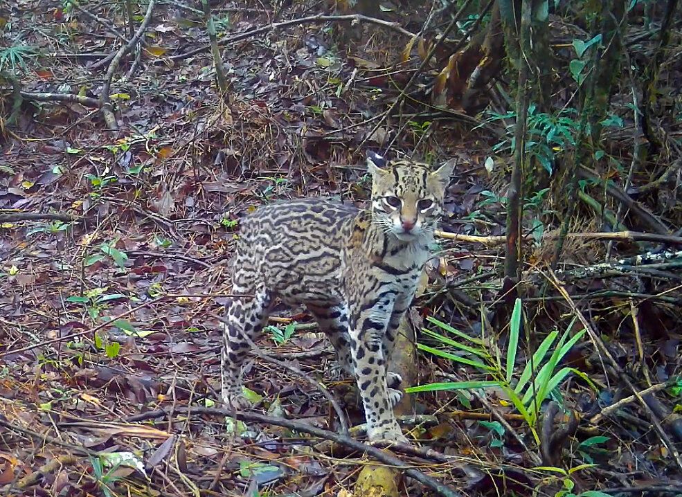 Atlantic Forest Biodiversity Monitoring
