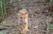 Atlantic Forest Biodiversity Monitoring