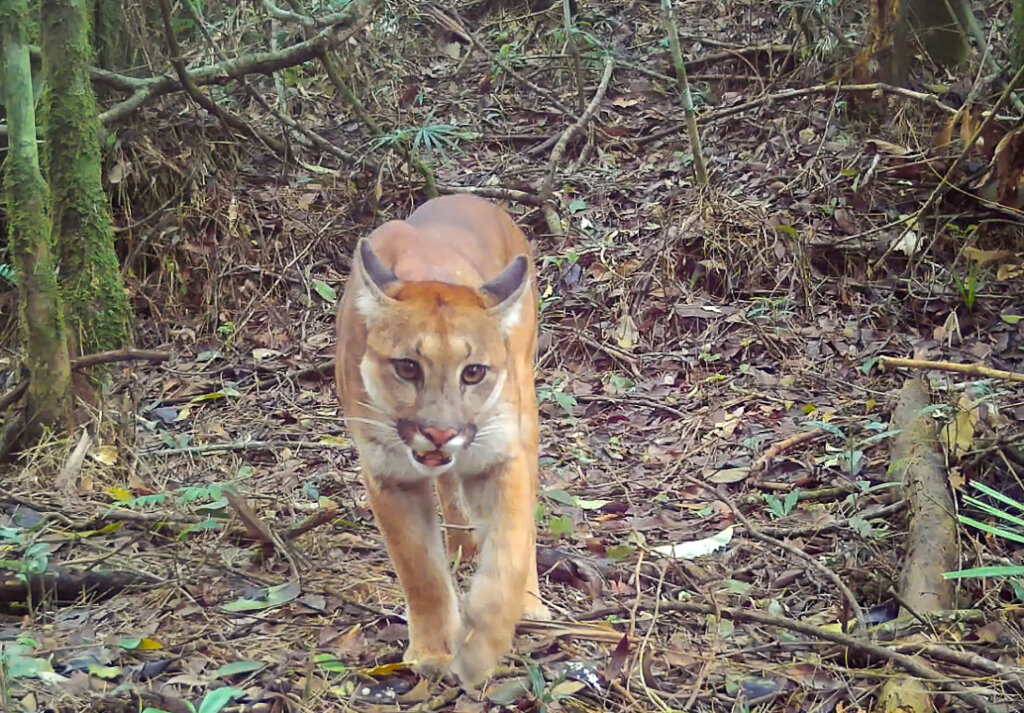 Atlantic Forest Biodiversity Monitoring