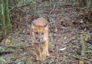 Atlantic Forest Biodiversity Monitoring