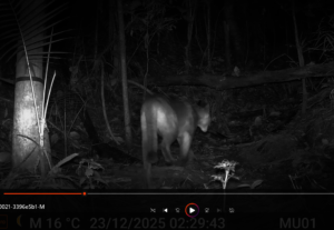 Biodiversity monitoring with trail cameras