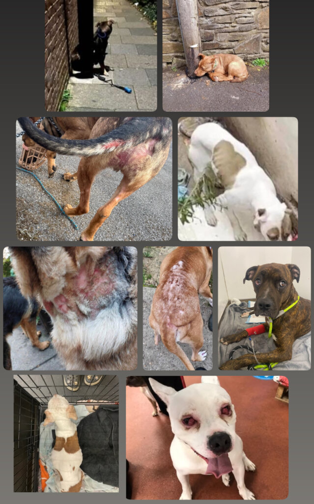 Desperate plea SAVE our unique life saving shelter