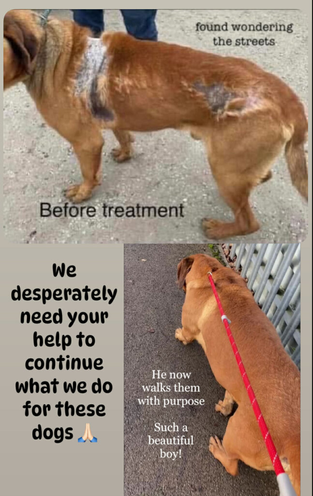 Desperate plea SAVE our unique life saving shelter