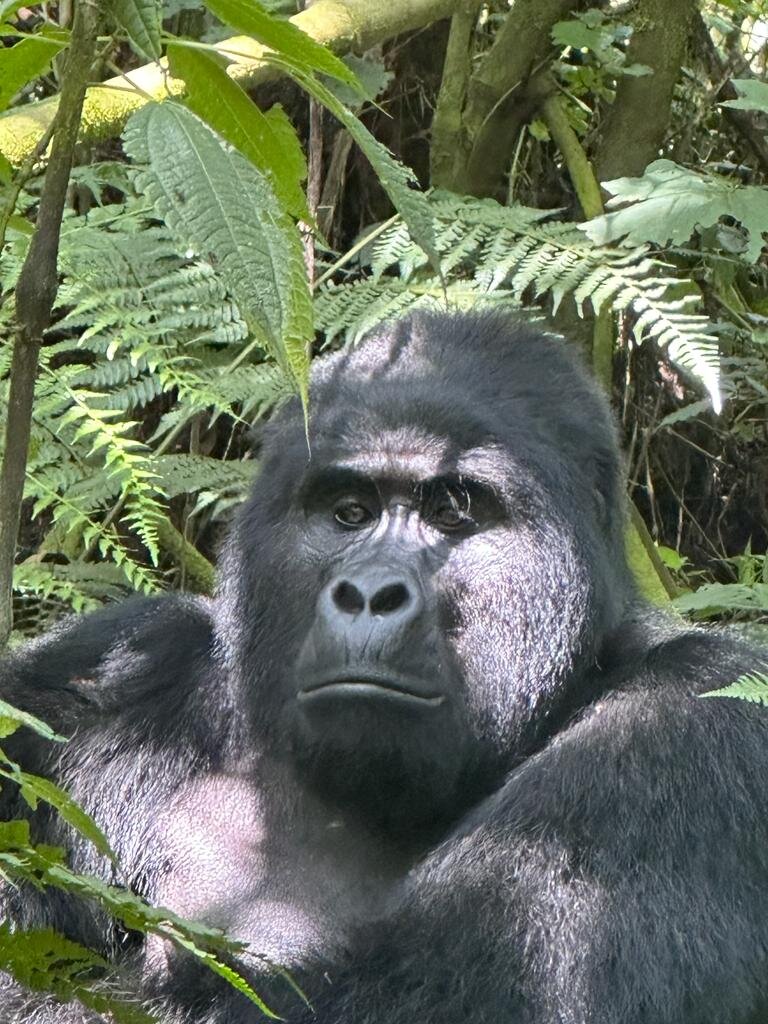 Rwamutwe, head of Nkuringo gorilla Family