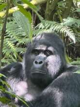 Rwamutwe, head of Nkuringo gorilla Family