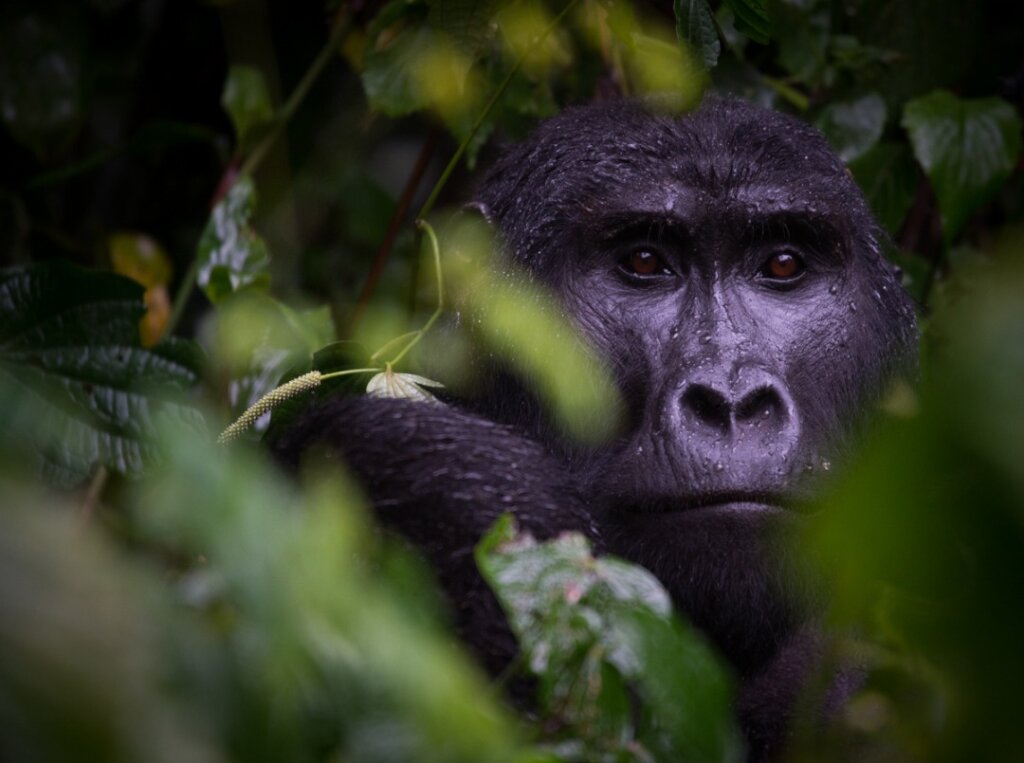 Protecting Uganda's Endangered Mountain Gorillas