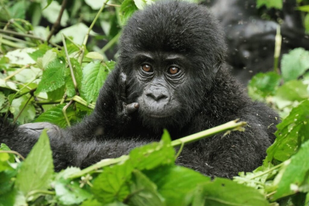 Protecting Uganda's Endangered Mountain Gorillas