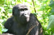 Protecting Uganda's Endangered Mountain Gorillas
