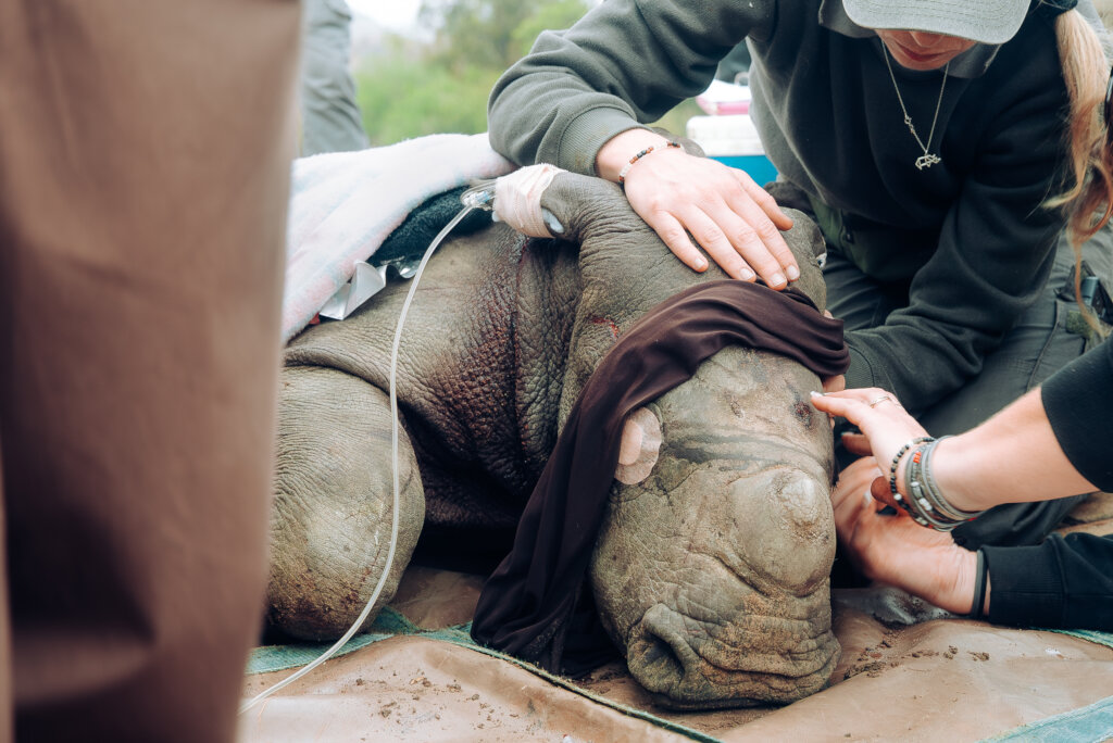 Save Orphaned & Injured Rhinos|Giving Tuesday 2025