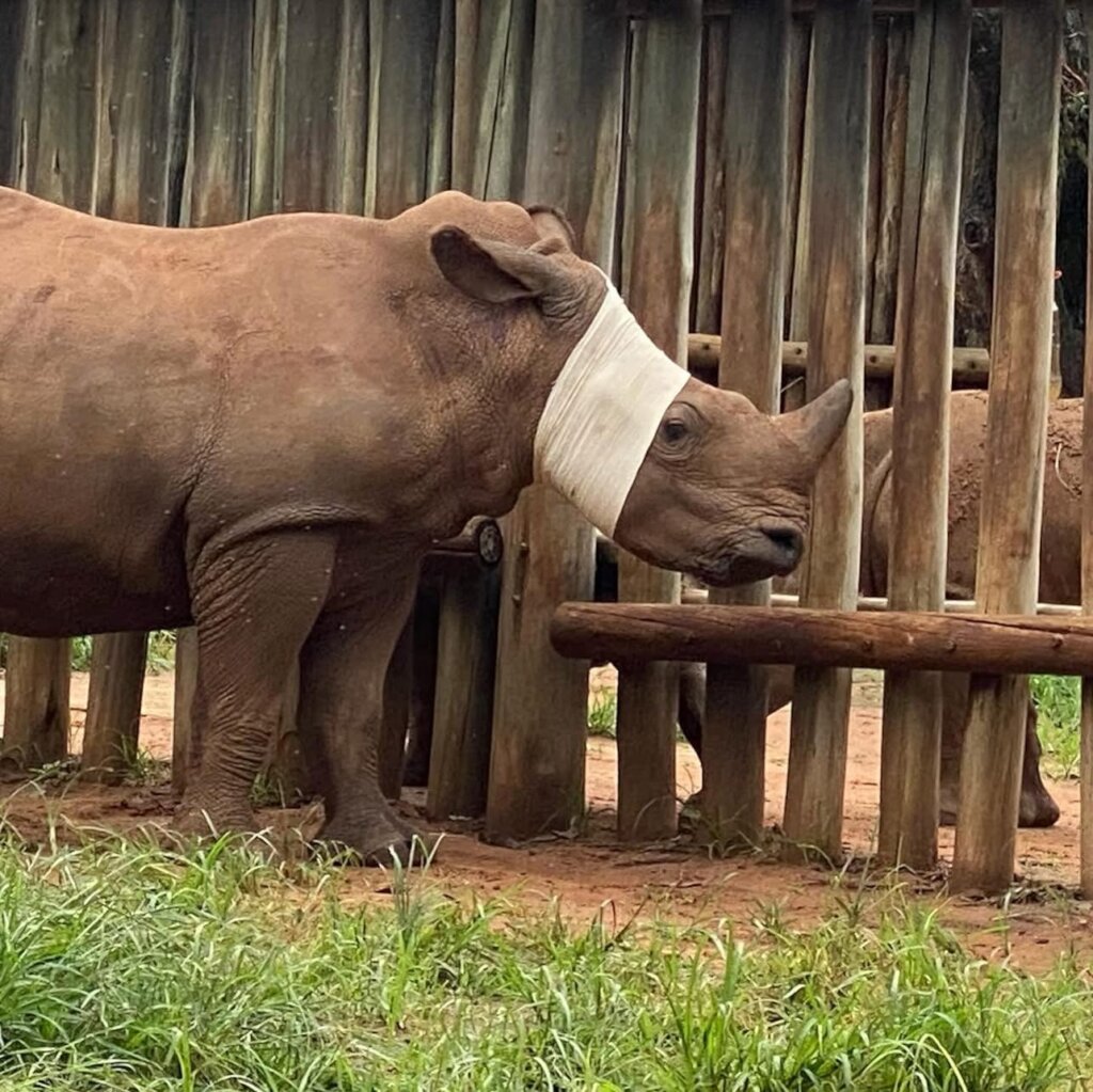 Save Orphaned & Injured Rhinos|Giving Tuesday 2025