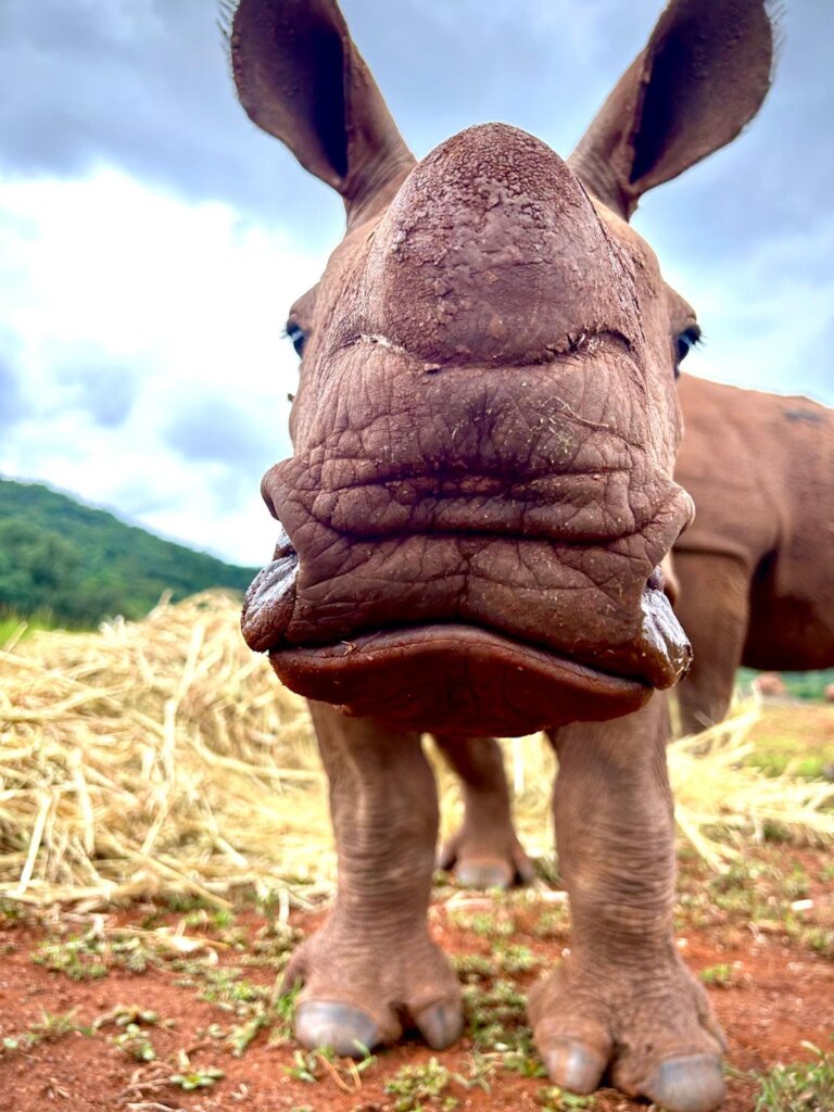 Save Orphaned & Injured Rhinos|Giving Tuesday 2025