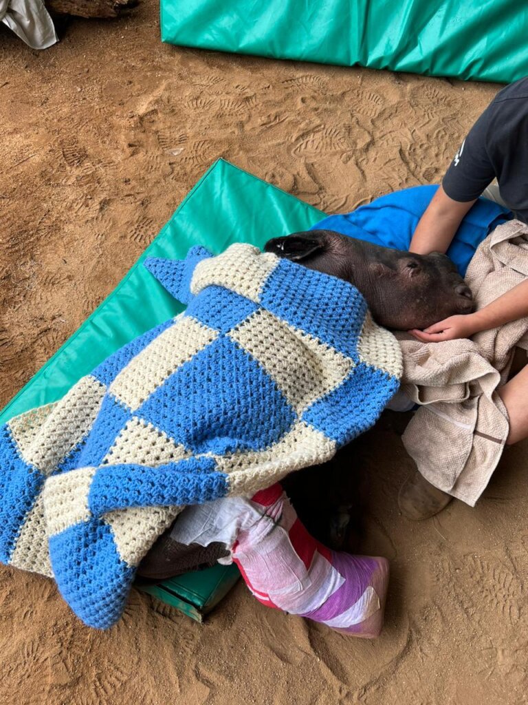 Save Orphaned & Injured Rhinos|Giving Tuesday 2025