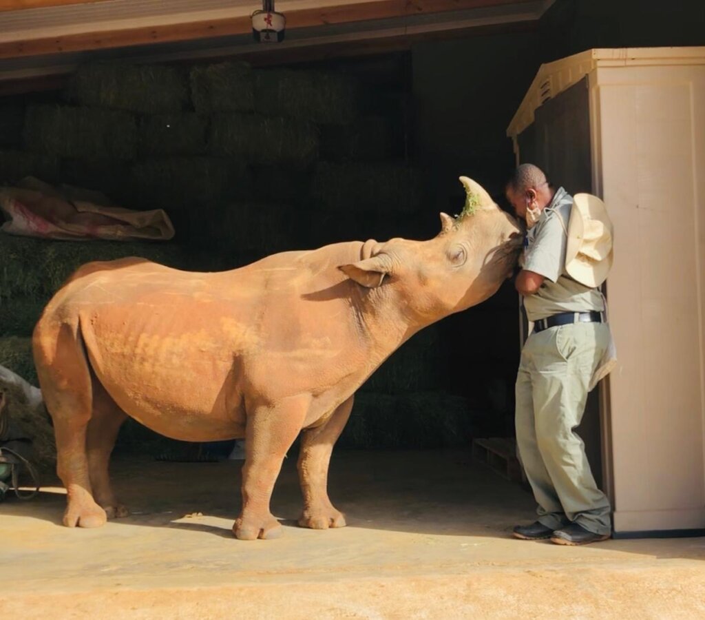 Save Orphaned & Injured Rhinos|Giving Tuesday 2025