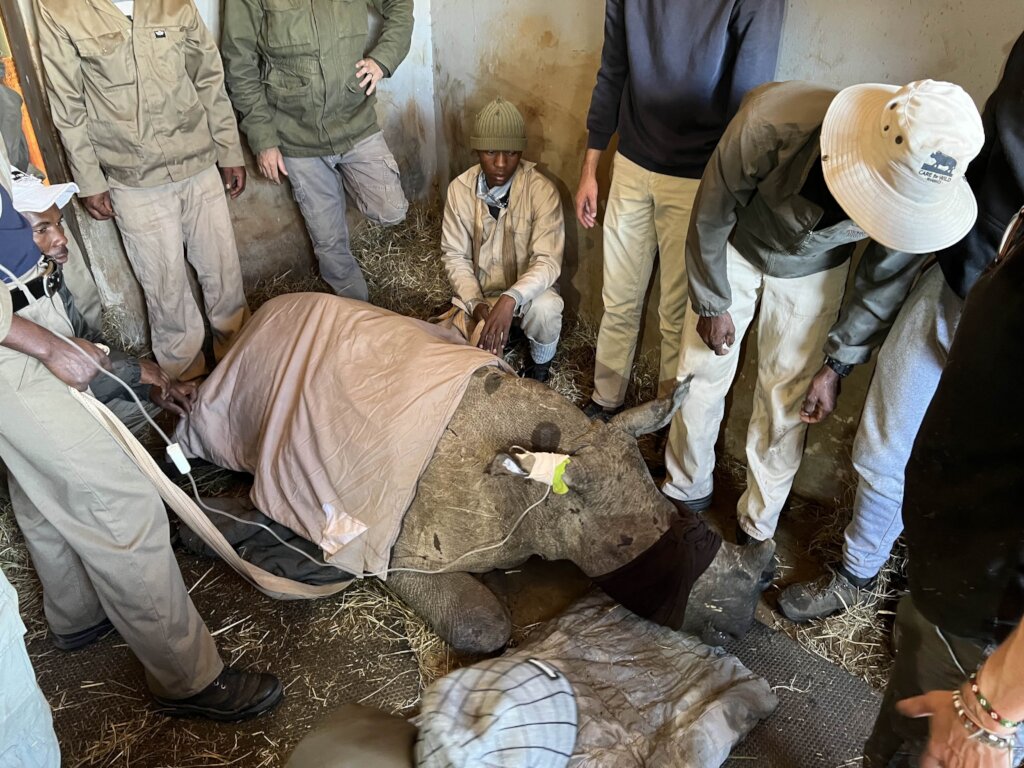 Save Orphaned & Injured Rhinos|Giving Tuesday 2025