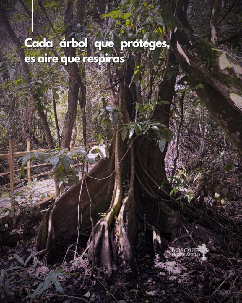 Pterocarpus: Environmental Education 2026