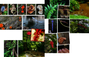 The Diversity of the Pterocarpus Forest at Palmas