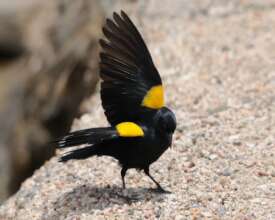 Yellow-shouldered Blackbird study at Forest
