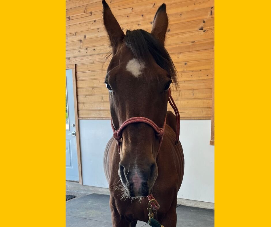 Healing the Horses That Need Us Most