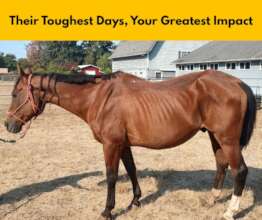Healing the Horses That Need Us Most