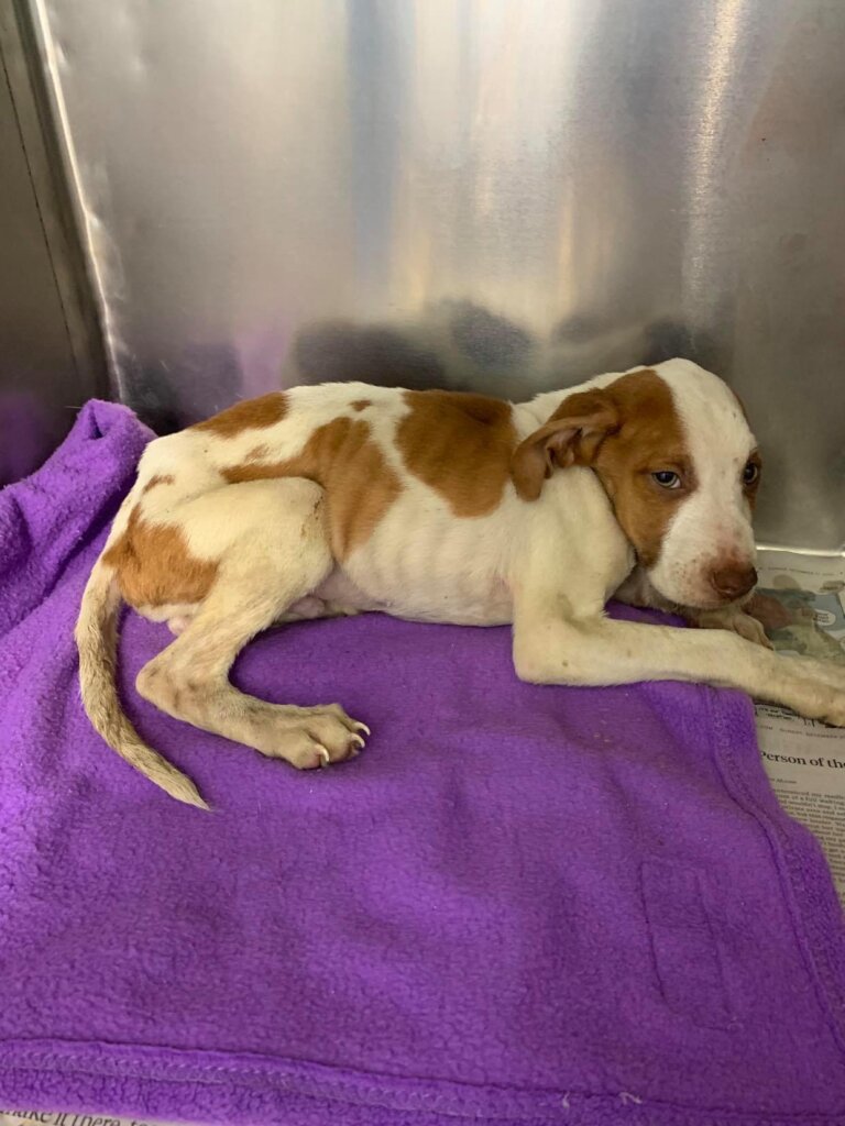 Luna Left for Dead - Will You Help?