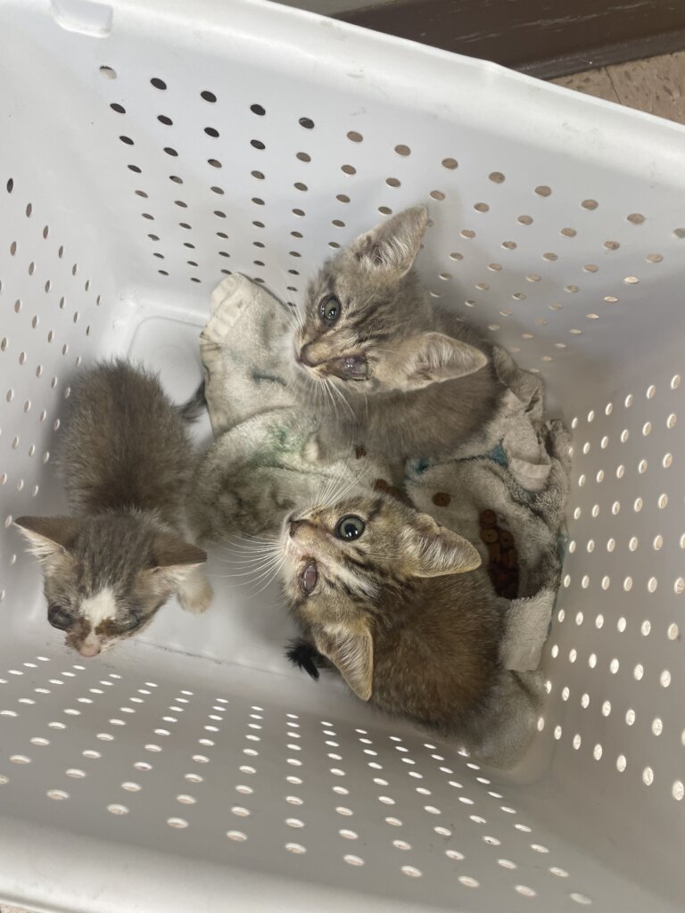 Luna Left for Dead - Will You Help?