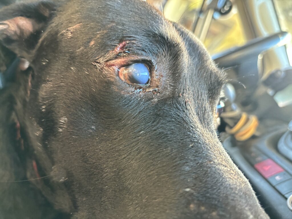 Jayce Injured and Left with Partial Vision Loss