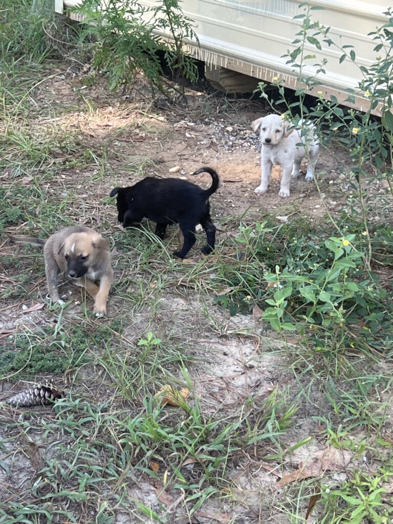 Luna and Some of Her Siblings