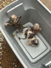 Kittens Abandoned in a Tub