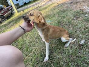 Dog Found Starving