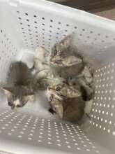 Three Abandoned Kittens