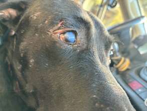 Jayce Injured and Left with Partial Vision Loss