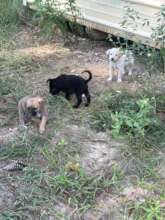 Luna and Some of Her Siblings