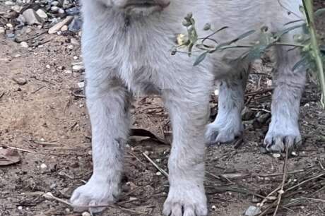 Luna Left for Dead - Will You Help?