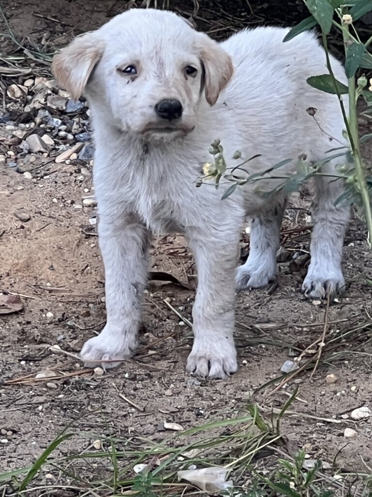 Luna Left for Dead - Will You Help?