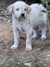 Luna Left for Dead - Will You Help?