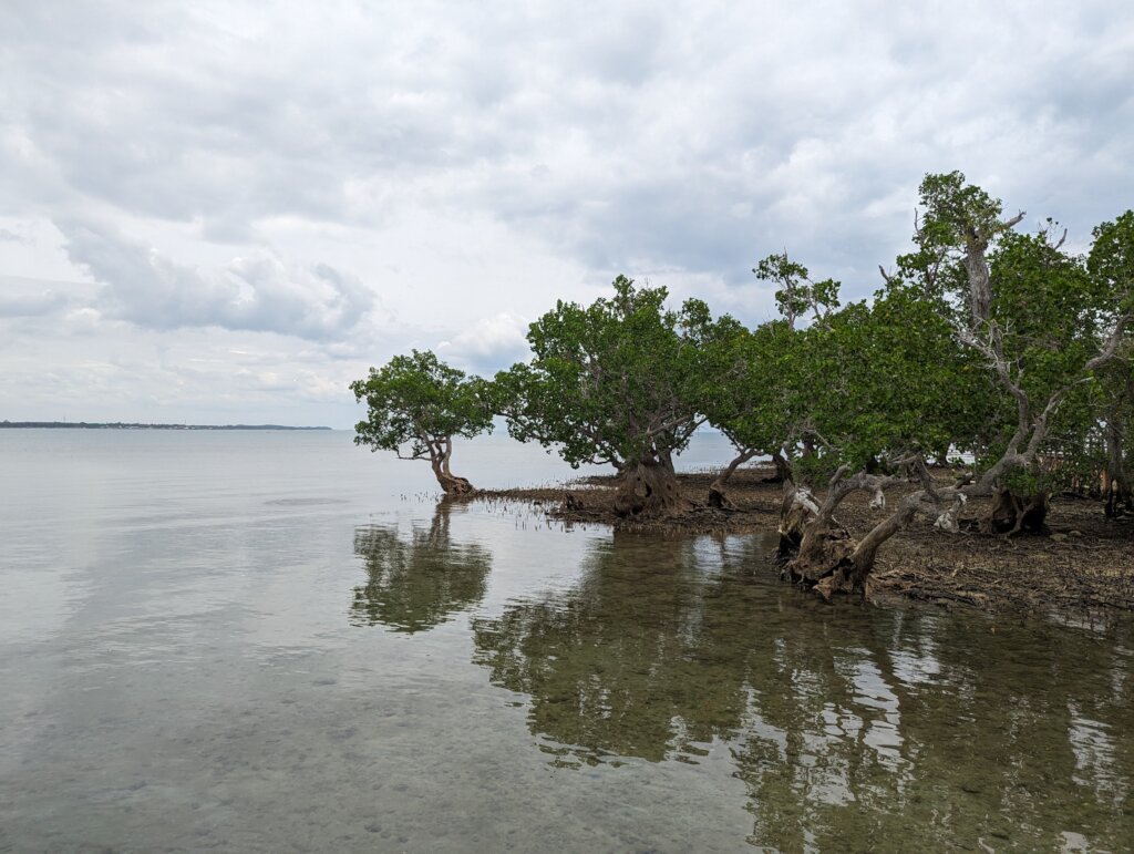 Mangroves